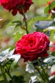 193 foto MVervoorn IMG_5404
